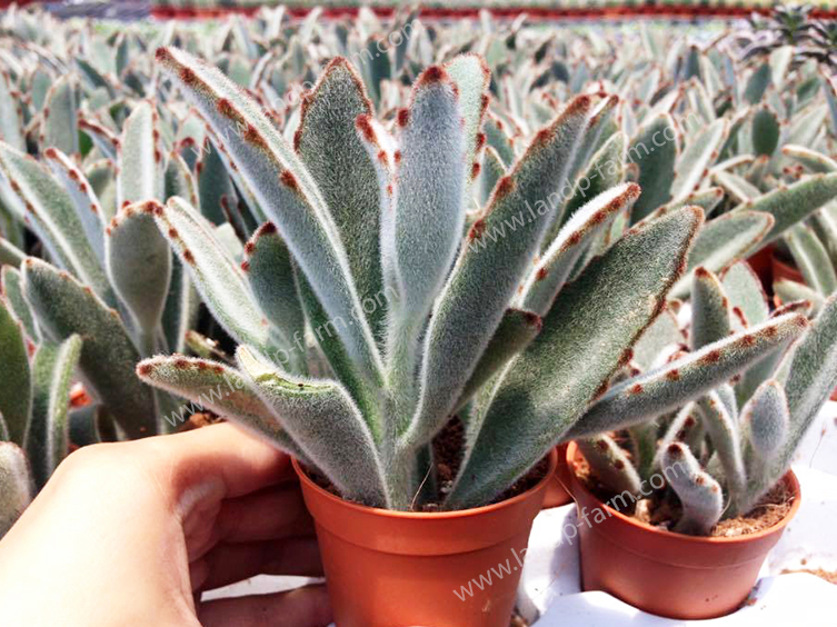 Kalanchoe Tomentosa<br>CAC-038<br>              