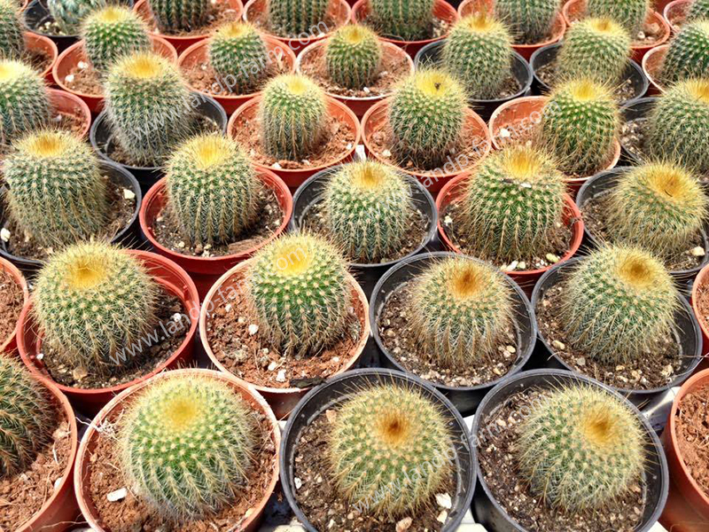 Parodia Leninghausii (Yellow Tower)<br>CAC-042<br>              