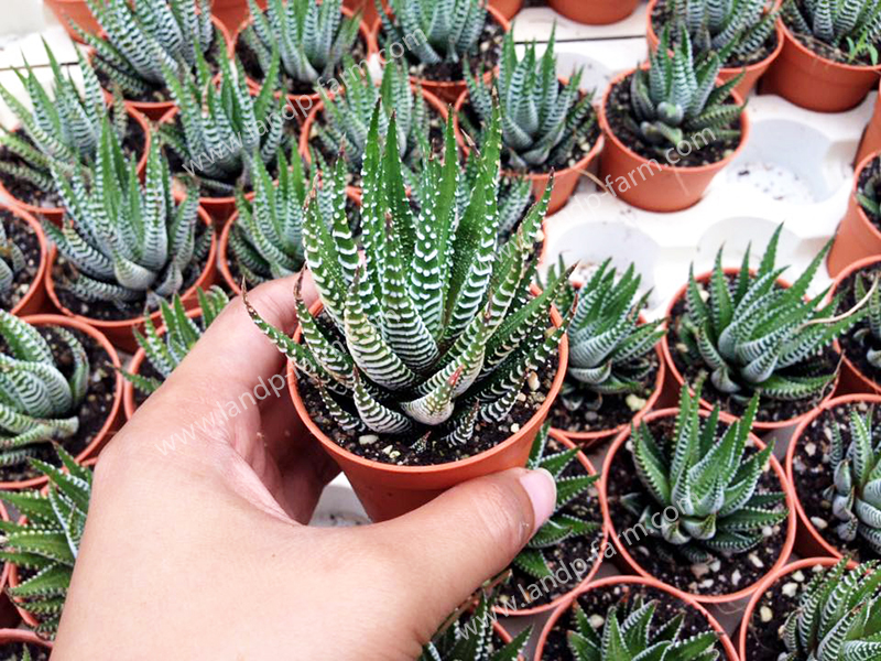 Haworthia Attenuata<br>CAC-043<br>              