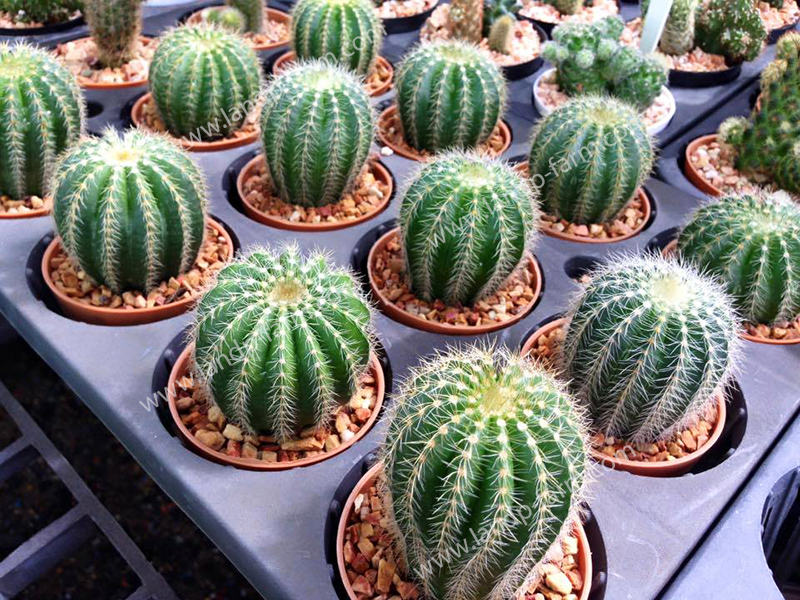  Notocactus Magnificus<br>CAC-044<br>              