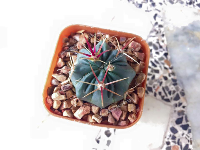 Ferocactus Latispinus<br>CAC-045<br>              