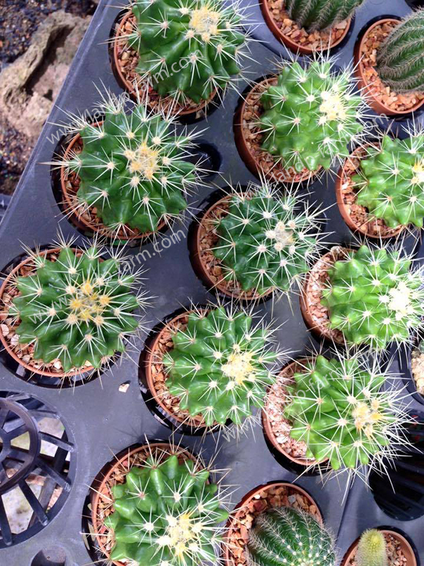 Echinocactus Grusonii<br>CAC-046<br>              