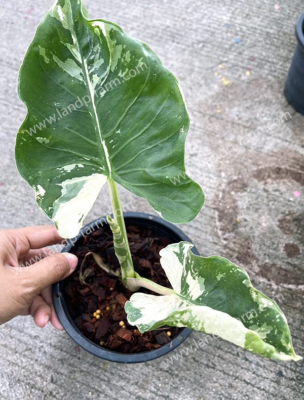 Alocasia macrorrhizos (L.) G.Don<br>ALO-018<br>              