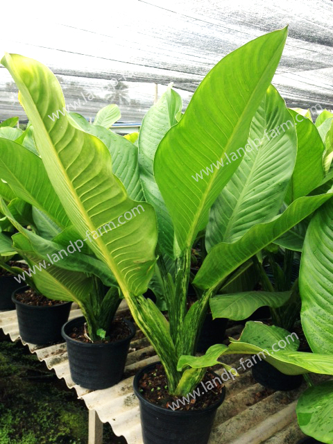 Dieffenbachia sp.<br>DBC-014</br>              