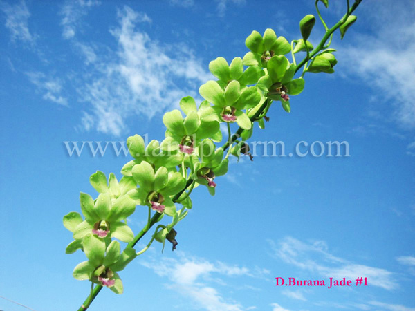 Burana Jade #1<br>DEN-050<br>              