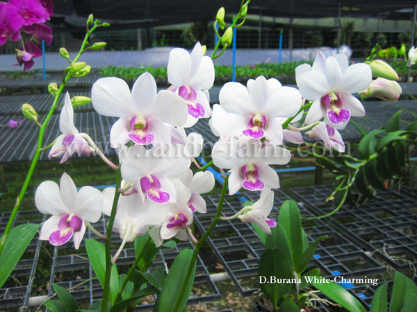 Burana White charming<br>DEN-055<br>              