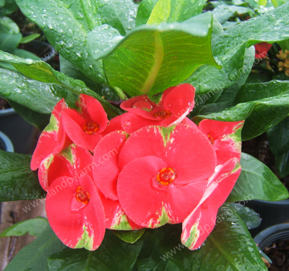 Prince Euphorbia<br>(Thai name : ทรัพย์มหามงคล)</br>EML-028              