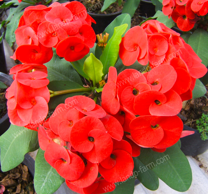 Red carpet<br>(Thai name : ศรีศุภรัตน์)</br>EML-058              