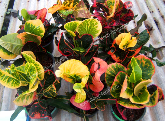 Croton mixed colors <br>(Size pot 6”)<br>              