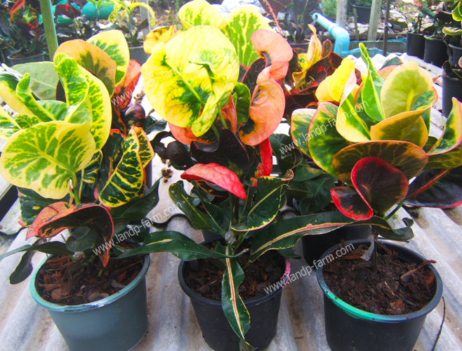 Croton mixed colors <br>(Size pot 6”)<br>              
