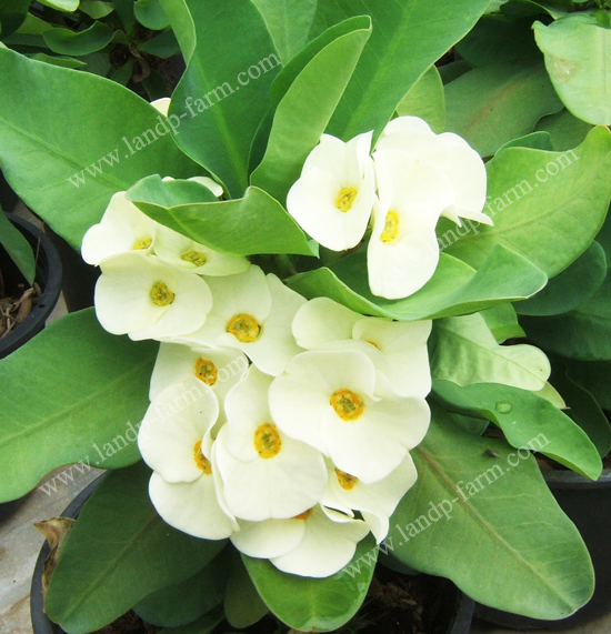 King white<br>(Thai name : บัลลังก์เงิน)</br>EML-019              