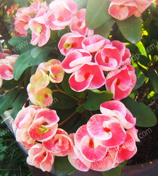 Sweet Rosy<br>(Thai name : กุหลาบเศรษฐี)</br>EML-006              