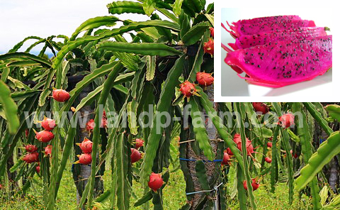 Dragon fruit plants (red)<br>FP-002<br>              