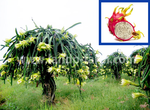 Dragon fruit plants (white)<br>FP-001<br>              
