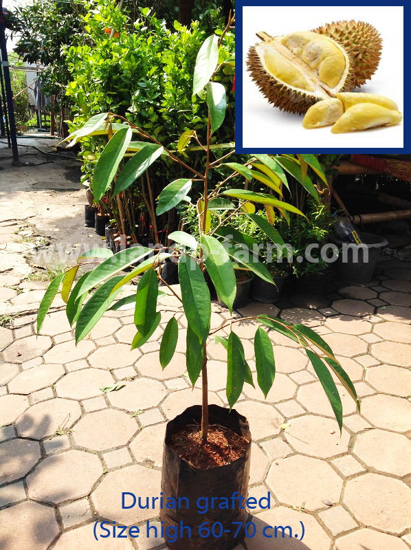 Durian plants<br>FP-003<br>              