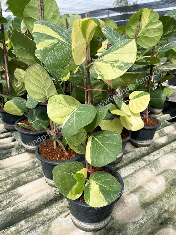 Ficus Coccoloba Uvifera Variegated<br>FT-012<br>              
