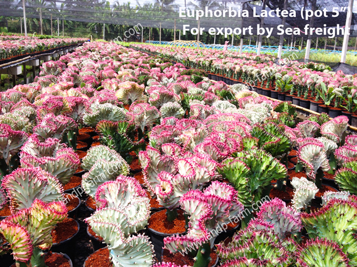 Euphorbia Lactea <br>ELA-001</br>              