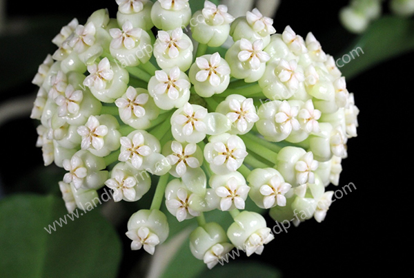 Hoya Pachyclada White corona<br>HY-007<br>              