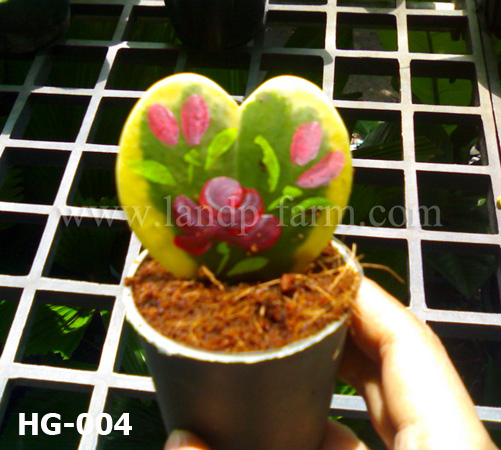 Hoya Kerrii<br>(Variegated leaf, painted)<br>HY-004<br>              