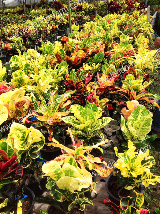 Croton mixed colors <br>(Size pot 8”)<br>              