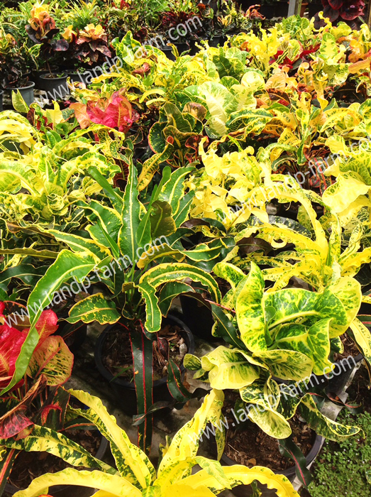 Croton mixed colors <br>(Size pot 8”)<br>              