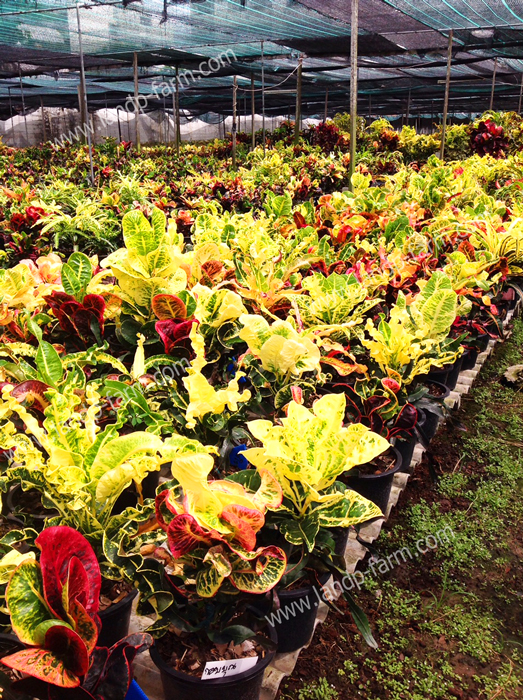 Croton mixed colors <br>(Size pot 8”)<br>              