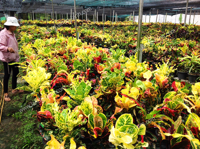 Croton mixed colors <br>(Size pot 8”)<br>              