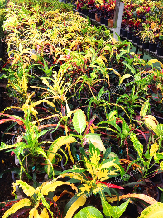 Croton mixed colors <br>(Size pot 8”)<br>              