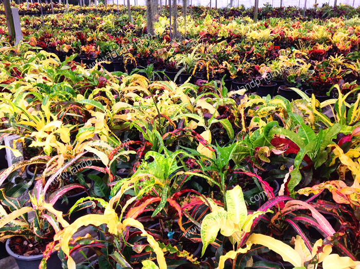 Croton mixed colors <br>(Size pot 8”)<br>              