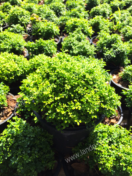 Murraya paniculata dwarf hybrids (size pot 6