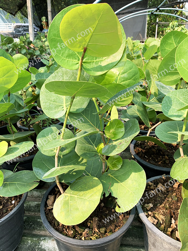 Ficus Coccoloba Uvifera (Grape beach tree)<br>FT-004<br>              