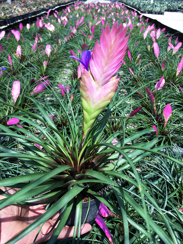 Tillandsia Cyanea <br>(Blooming size)<br>TAP-005<br>              
