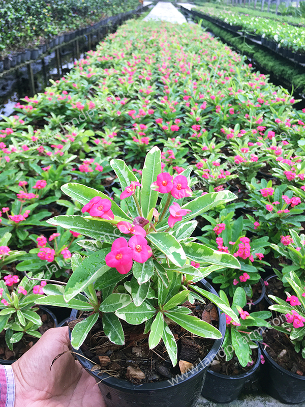 Variegated Pink charm<br>(Thai name: สร้อยมงคลด่าง)<br>EVR-002<br>              