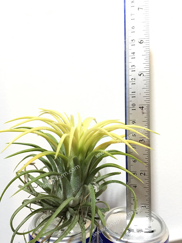 Ionantha (Size S) <br>TAP-002<br>              