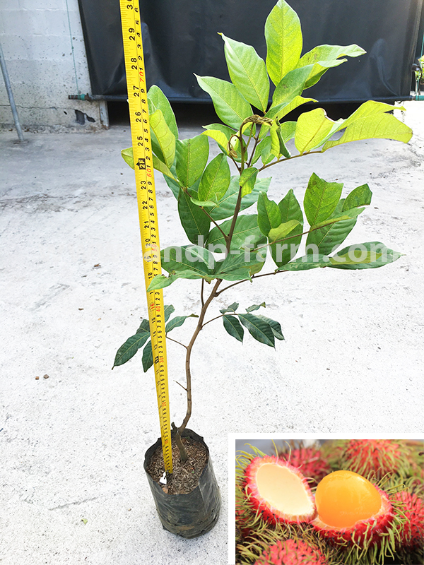 Yellow ramboutan plants<br>FP-014</br>              