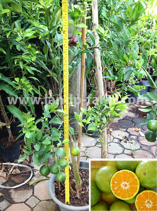 Citrus tangerine plants<br>FP-011</br>              