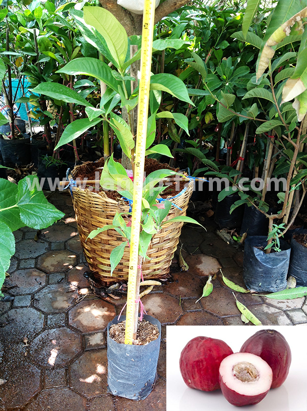 Malay Apple plants<br>FP-018</br>              