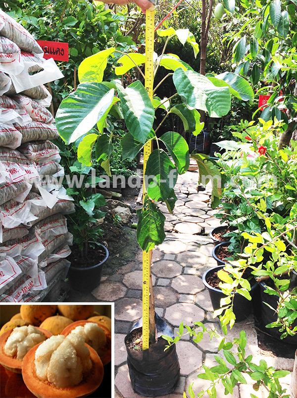 Sandoricum koetjape plants<br>FP-025</br>              