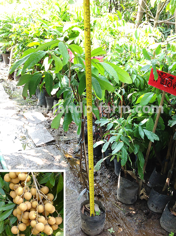 Dimocarpus longan plants<br>FP-012</br>              