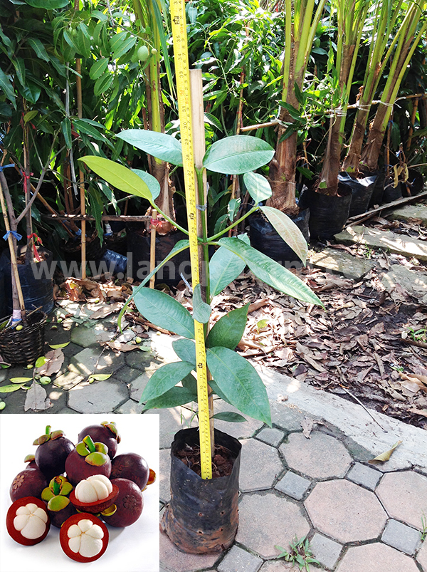 Mangosteen plants<br>FP-020</br>              