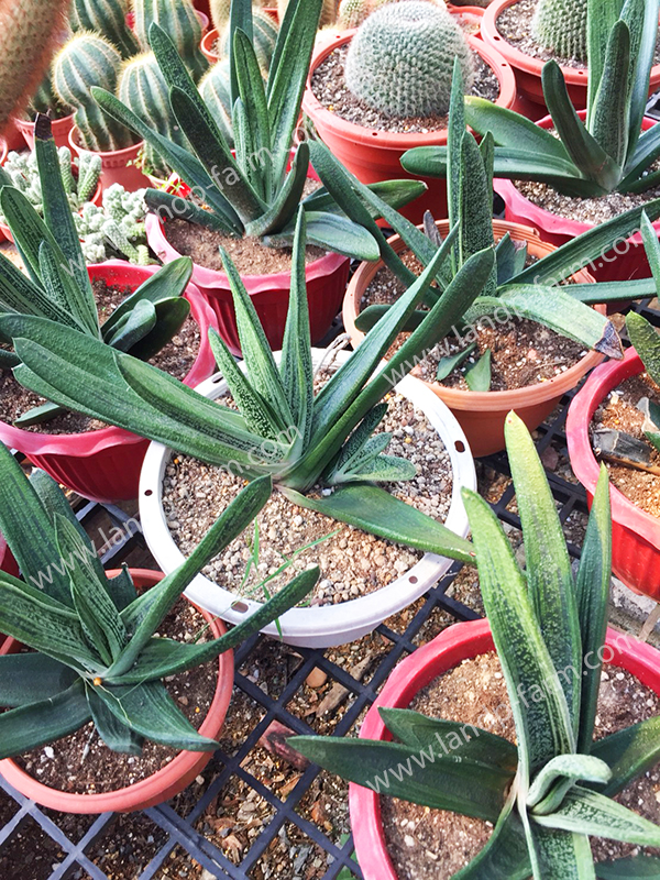 Gasteria<br>CAC-073<br>              