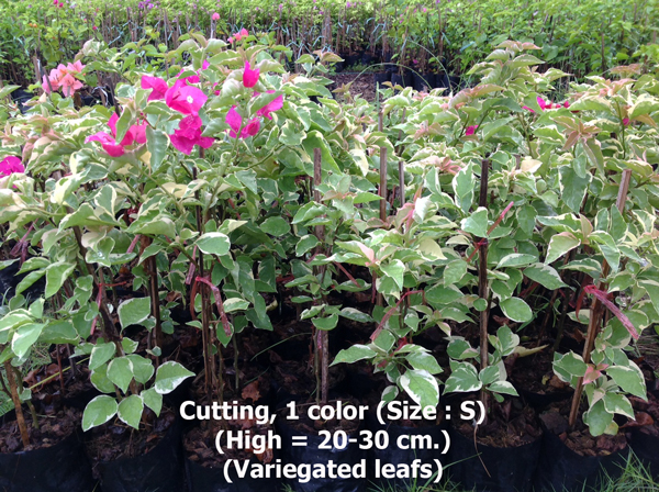Cutting 1 color Grafted (Variegated leafs, size S)<br>BGV-009<br>              