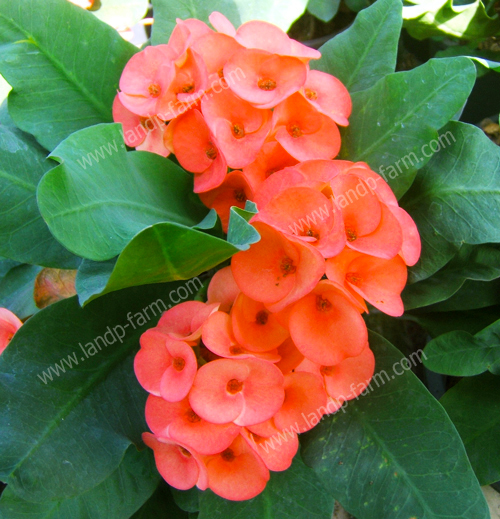 Marigold orange<br>(Thai name : ศรีอัมพร)</br>EML-055              