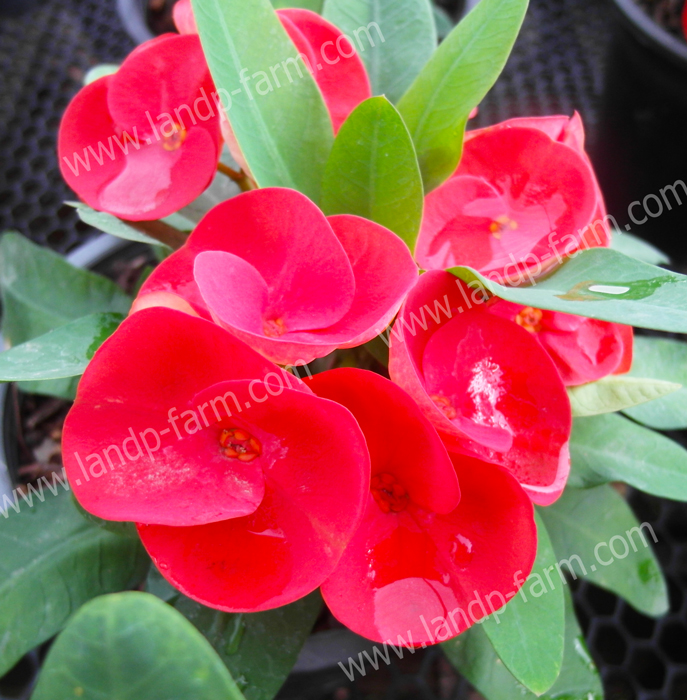 Ruby Red<br>(Thai name : ทับทิมแดง)</br>EML-064              