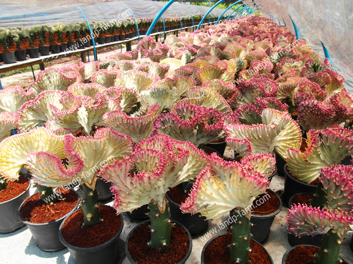 Euphorbia Lactea <br>Export by sea freight (finished plants)</br>              
