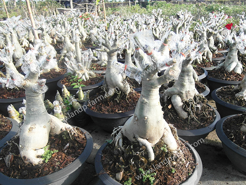 Adenium farm              