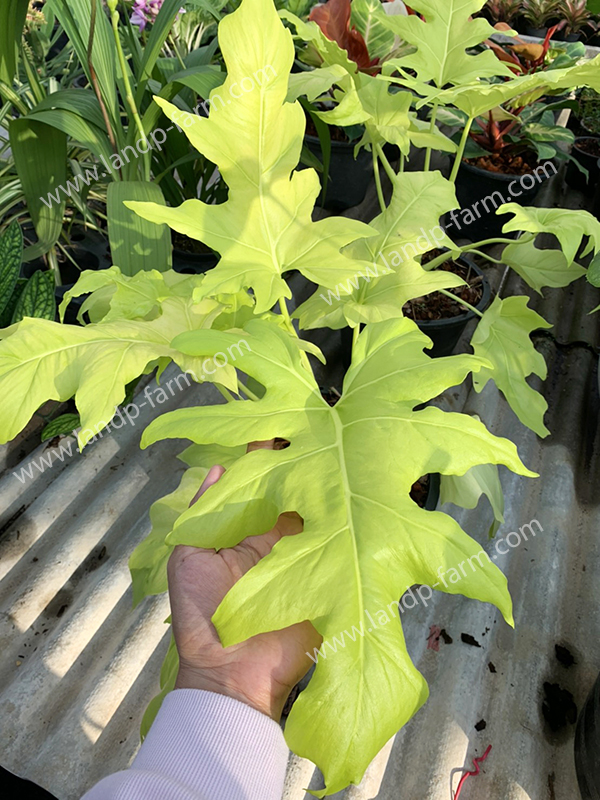 Philodendron selloum gold<br>PLD-034<br>              