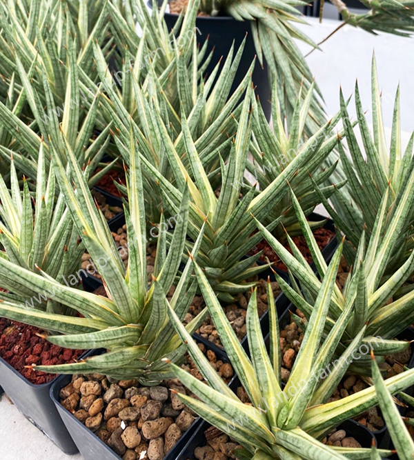 Sansevieria Francisii variegated <br>SAN-018<br>              