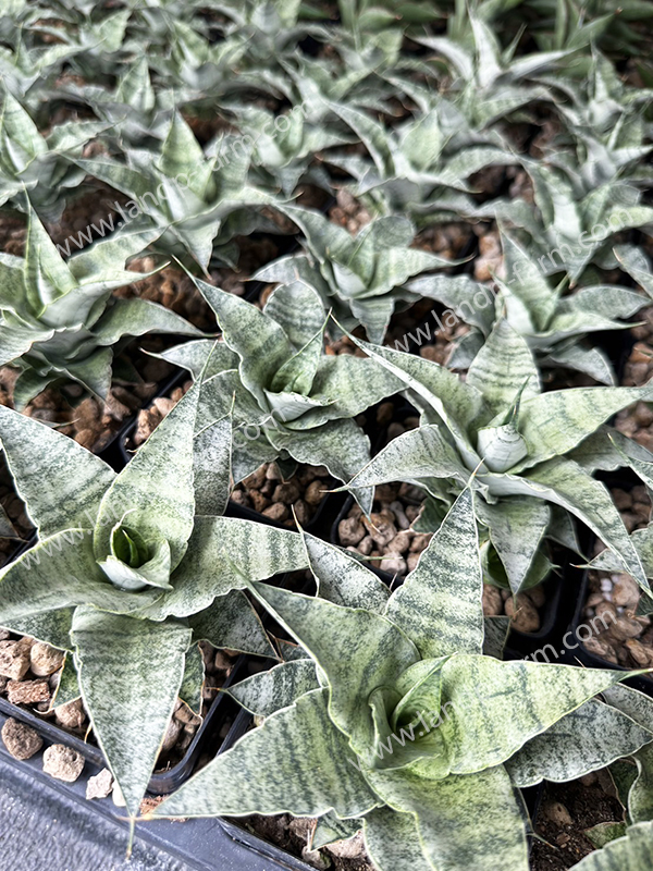 Sansevieria Snowflake <br>SAN-019<br>              