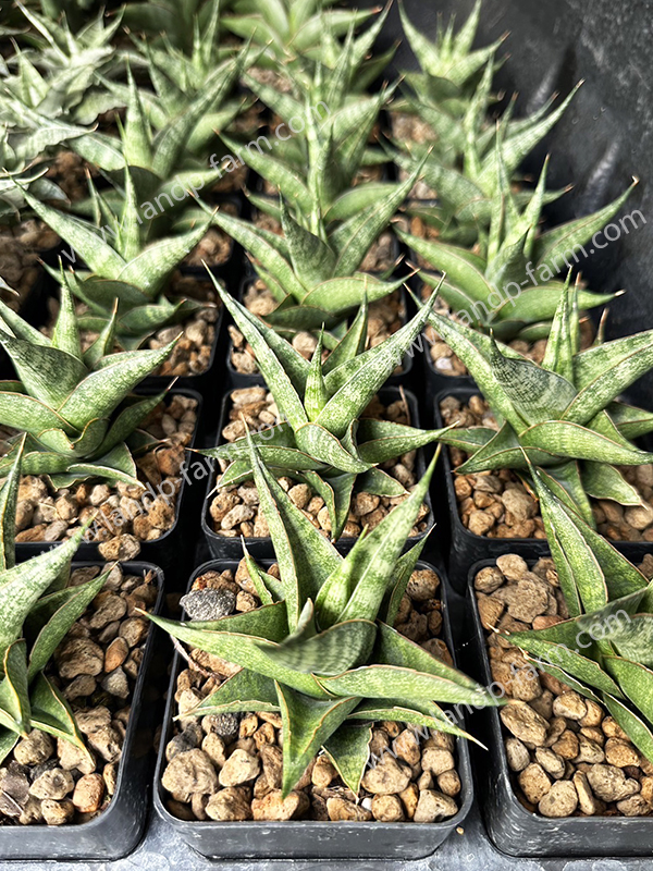 Sansevieria Plabu <br>SAN-020<br>              